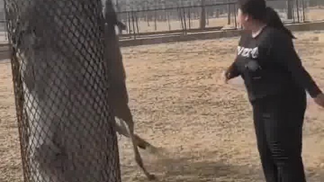 看来这是同一个师父教的啊