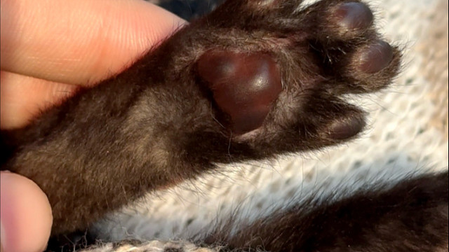 黑里透红的小脚垫