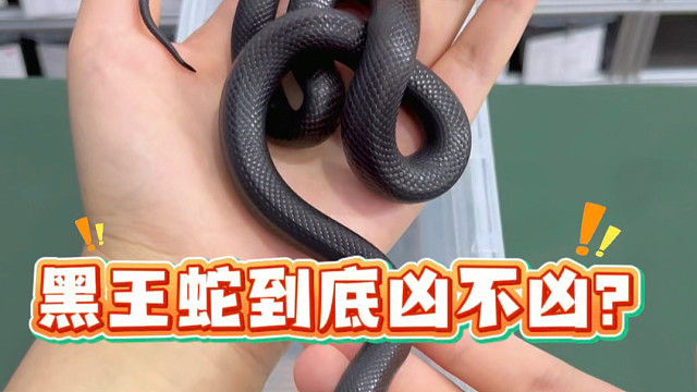 黑王蛇凶不凶