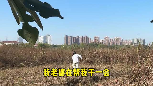 95后在长沙开荒种菜第二周。