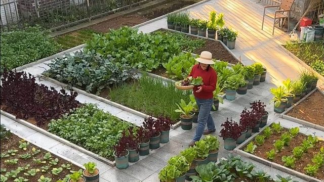 家有小院，不愁菜#田园生活