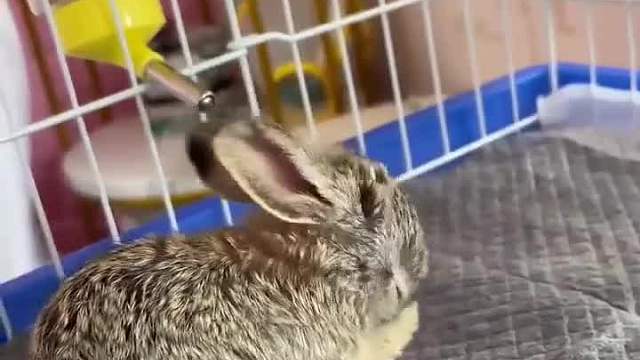 我在路上看到一只小兔子#救助动物  ​