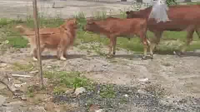 金毛被主人临时拴在路边，三只牛好奇凑上前围观，网友：再不拉走就要成一家四口了