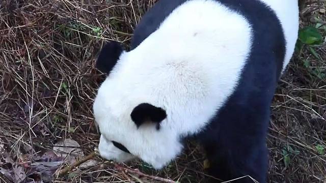 拦不住了！某知名男熊公然拆树还超得意！