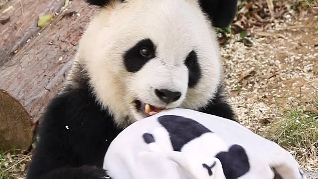 天冷了~要盖好小肚肚噢~