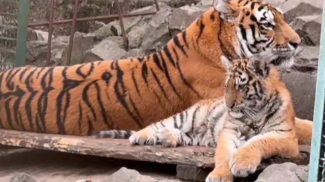 小老虎，喜欢爸爸还是妈妈呀