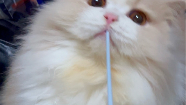 今日有雪，小猫在屋里暖洋洋的