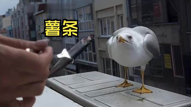 那些动物们的用餐时间！