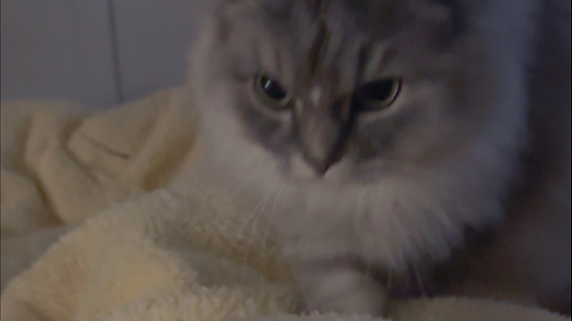 小猫就是要妈妈哄睡觉的