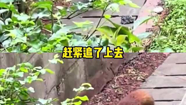 杀我别用小熊猫刀啊