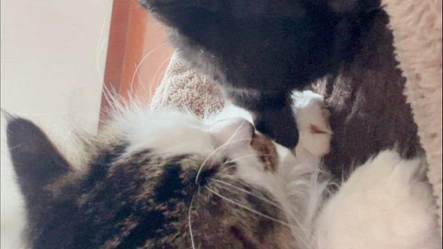 下雨天就是要躺着睡觉啊