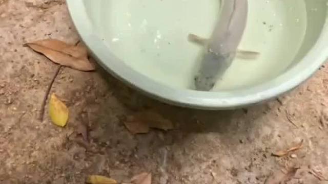 放条40厘米公的白化雷龙下井，给之前放的母