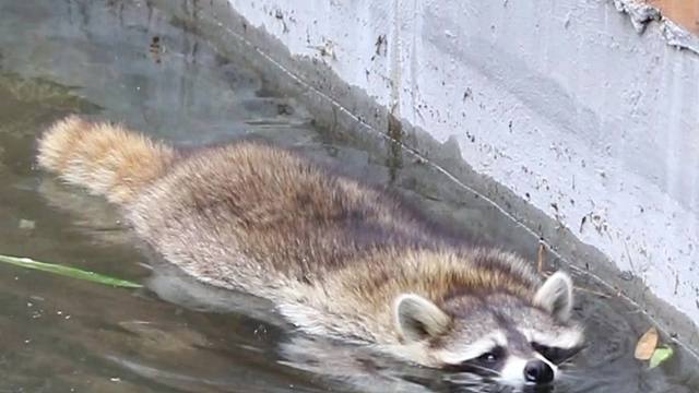 谁在水里偷偷摸摸？