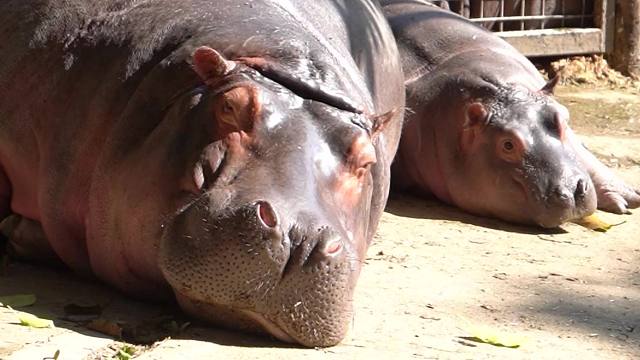 被妈妈养的白白胖胖