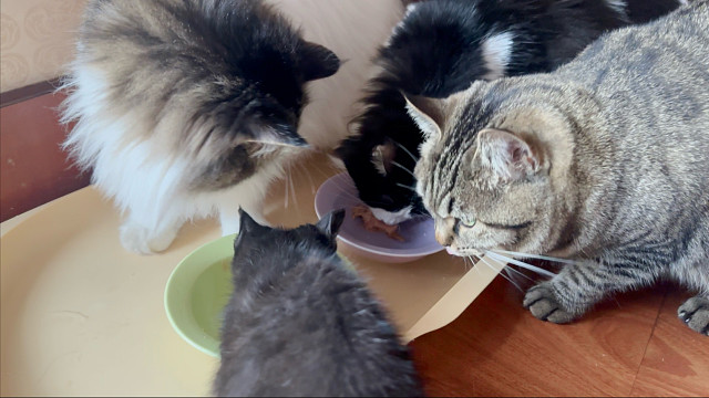 小猫吃饭过程日常（无加速无bgm）