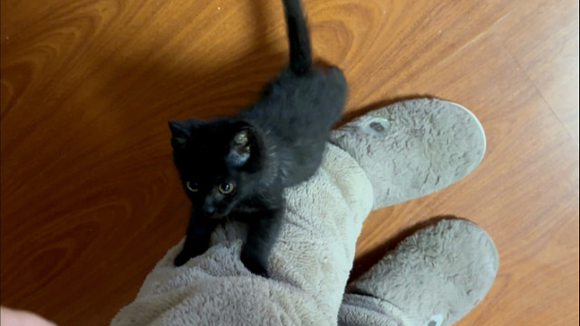 养了一只鸭子吧