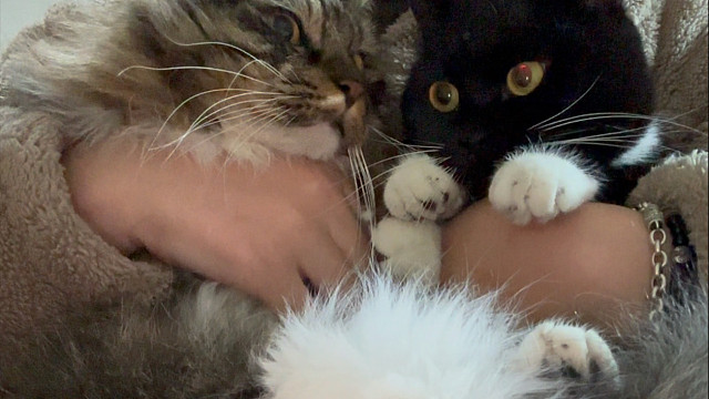 给小猫母子俩剪指甲