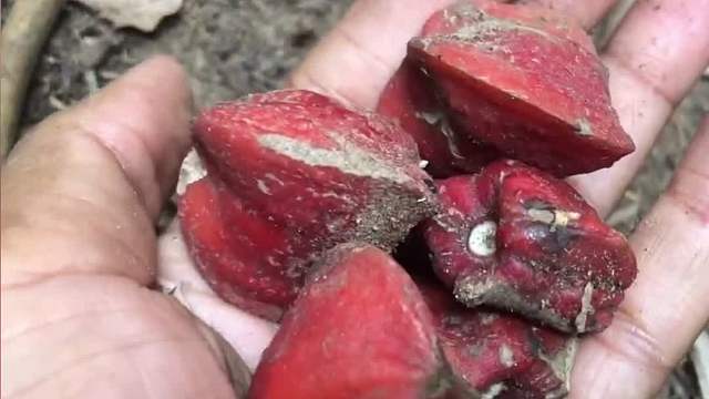 来尝尝世界上最甜的水果，蔗糖的3000倍