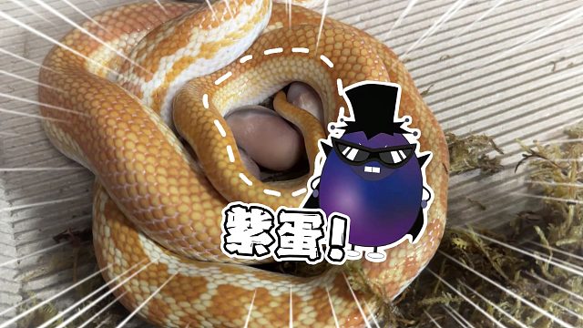 就离谱！谁好人家蛇会下紫色的蛋啊