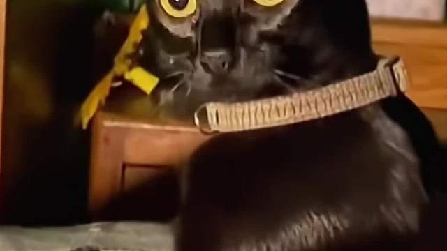 猫咪的心思你别猜！