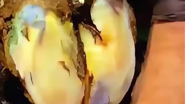 复查！牛牛的蹄子三个月前修理过