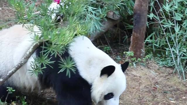 星愿：冰块就该待沟里