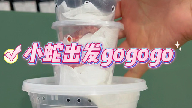 小蛇回新家打包