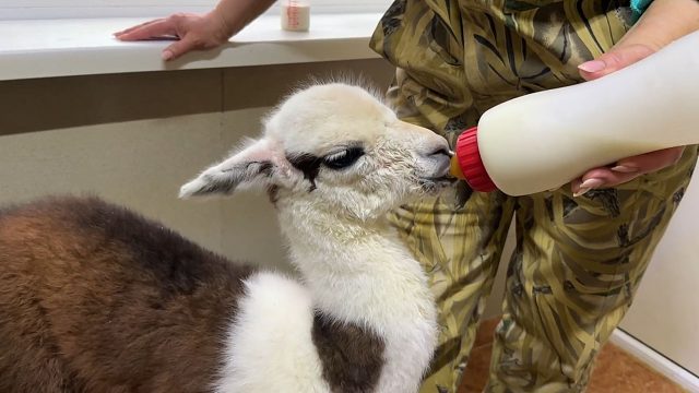 好新的小羊驼，它的毛毛很柔软