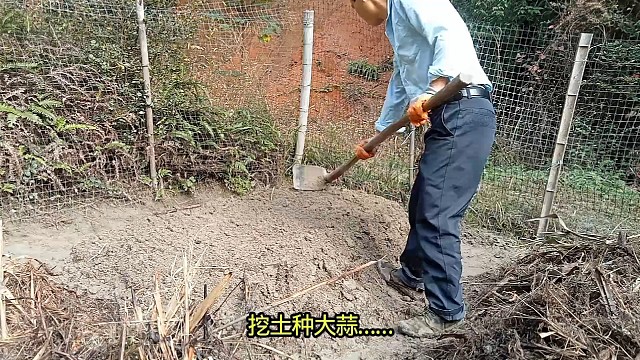 挖土种植大蒜……
