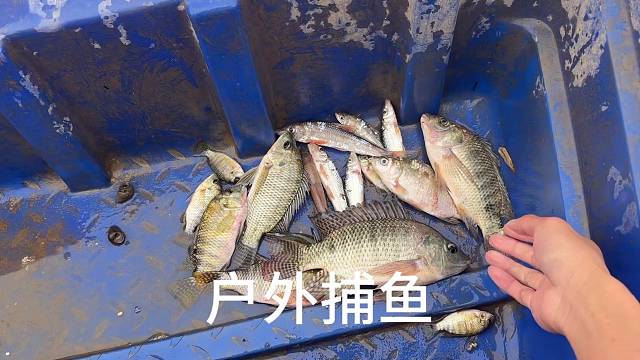 只要勤快，天天都有鱼吃！