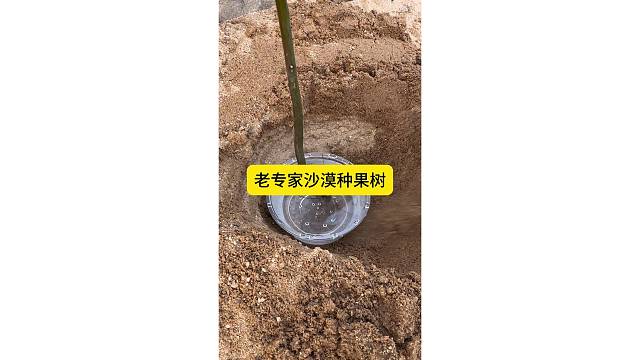老专家沙漠种果树