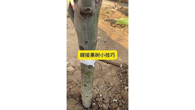 嫁接果树小技巧