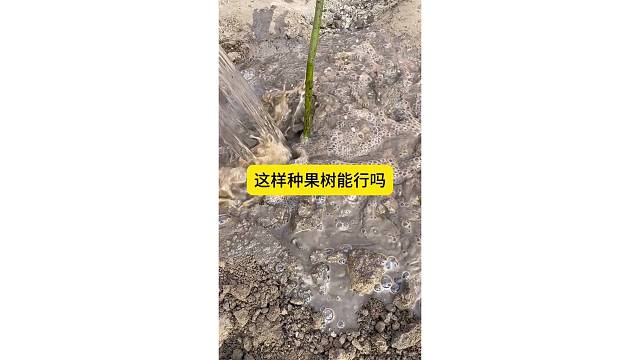 这样种果树能行吗？
