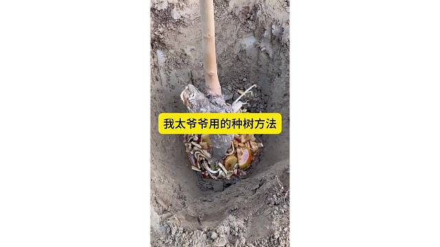 我太爷用的种树方法