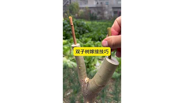 双子树嫁接技巧