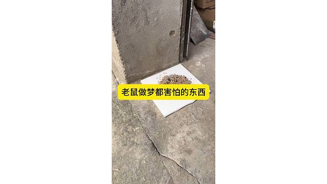 老鼠做梦都害怕东西