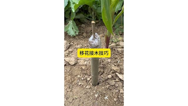 移花接木技巧