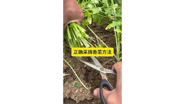 正确采摘香菜的方法