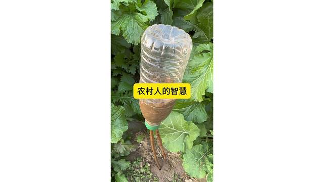 农村人嫁接果树，太有智慧了