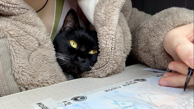 小猫深夜陪妈妈画稿子