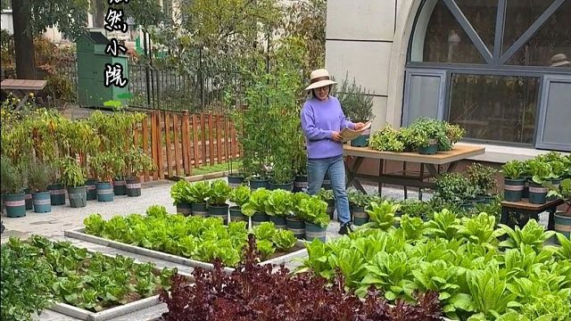 为啥喜欢种菜？因为你的付出，菜园会给你成倍回报#田园生活