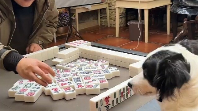 这狗成精了！打麻将偷摸收牌，结局抢杠胡牌绝了