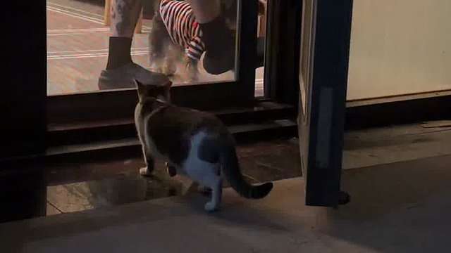 替宠物感到不值，说不要就不要