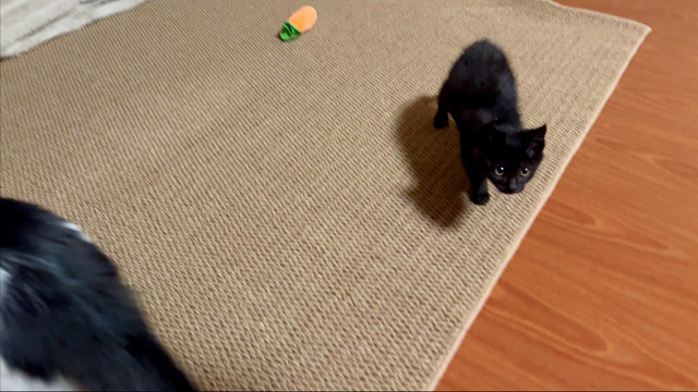 这一小点点的猫真听话呀