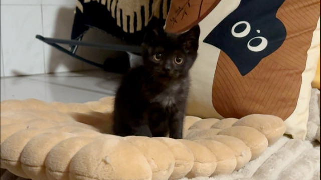 我开好猫的几率也太大了吧