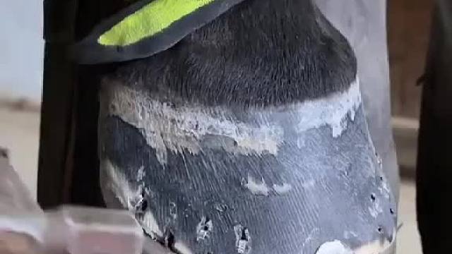 嗨！亲人的小马！～～