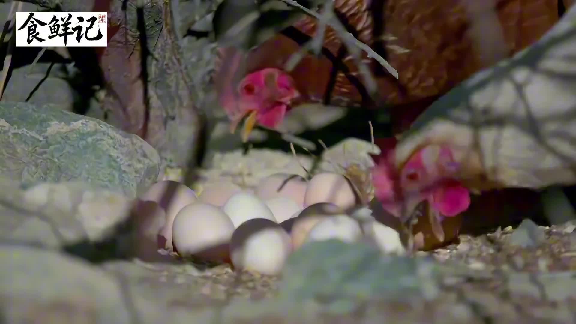 吃沙棘长大的鸡，价格高昂，肉质鲜美