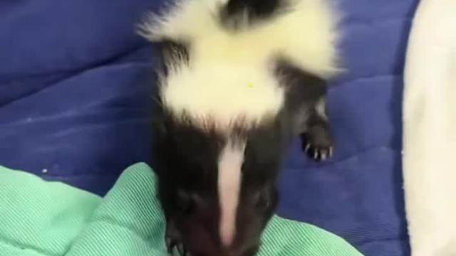 可爱臭鼬在线撒娇~#全网热点共创计划#