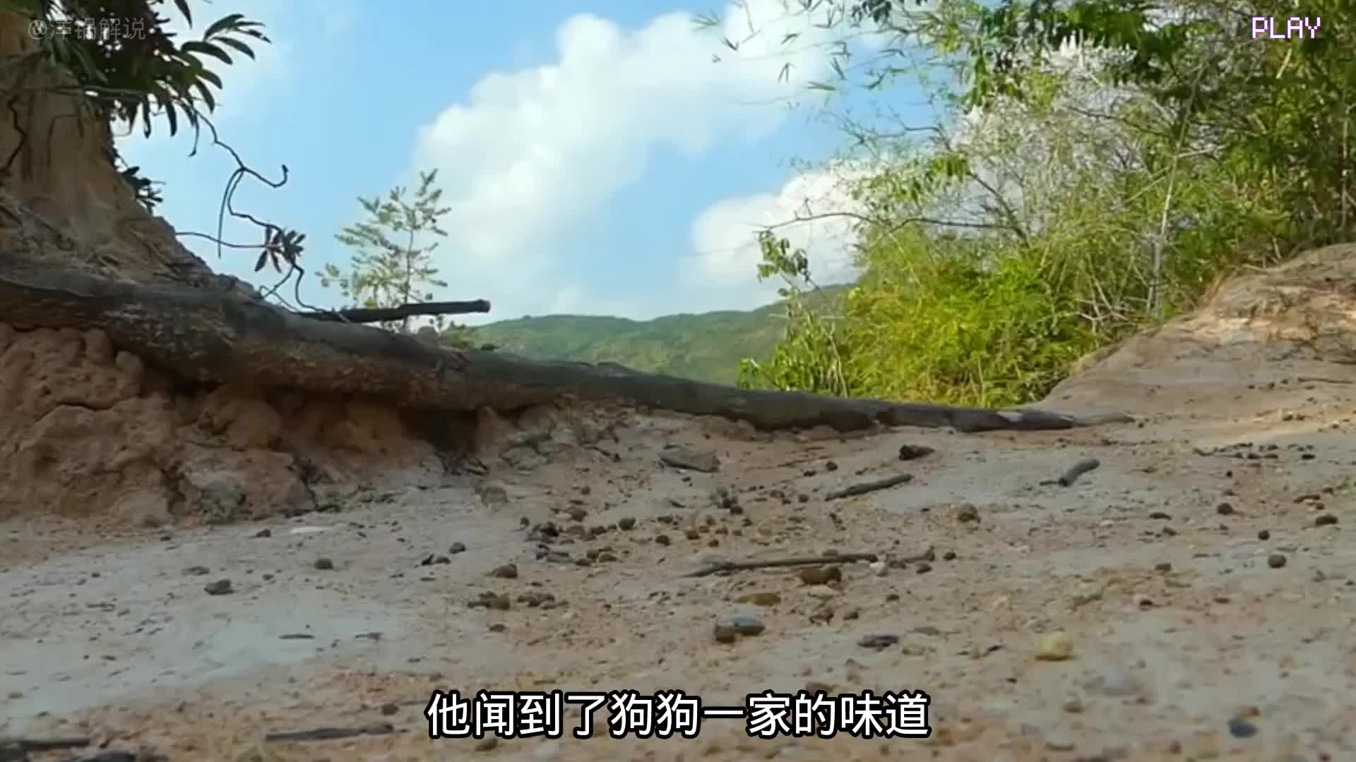 狗妈妈护子大战鳄鱼