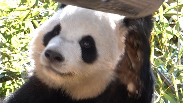 桶桶里面没有果果，生胖气~